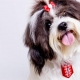 Business Ideas For Dog Lovers